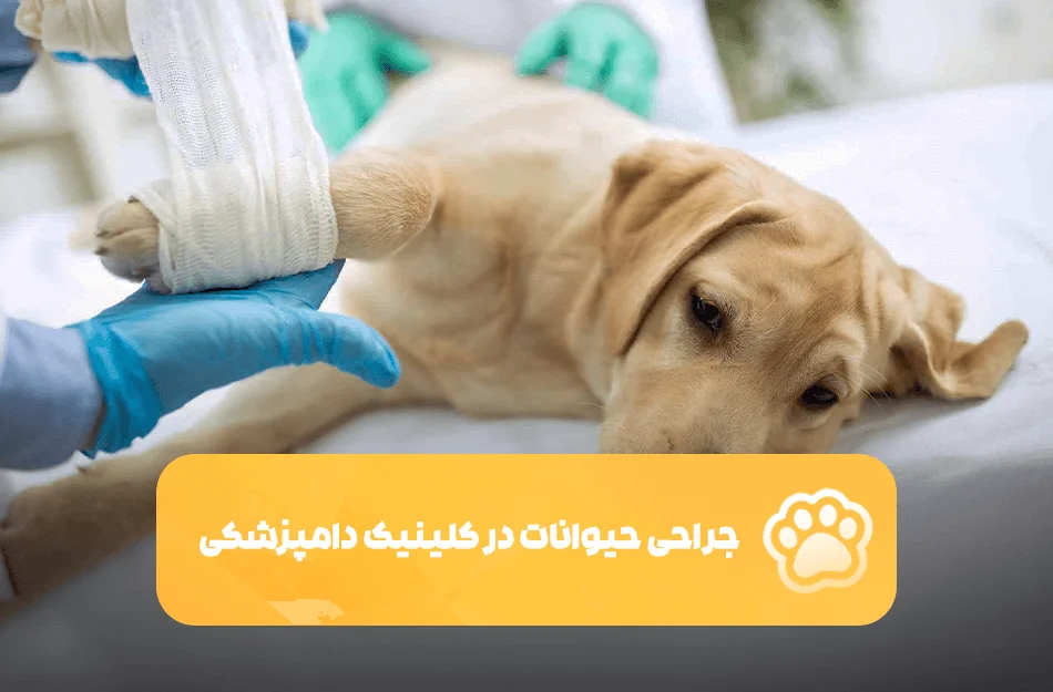 Animal surgery in a veterinary clinic