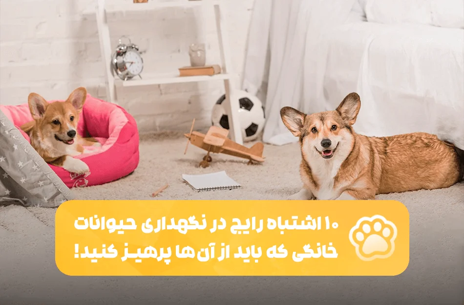 10 اشتباه رایج در نگهداری حیوانات خانگی